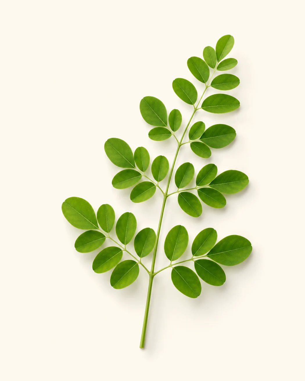 Fresh moringa leaf sprig on a warm ivory background